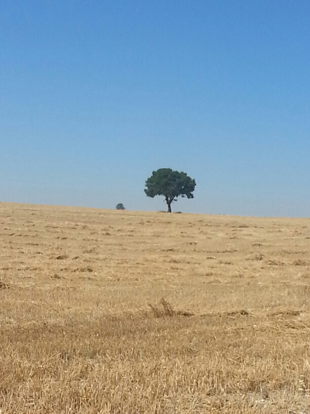 20150724_120859.jpg image